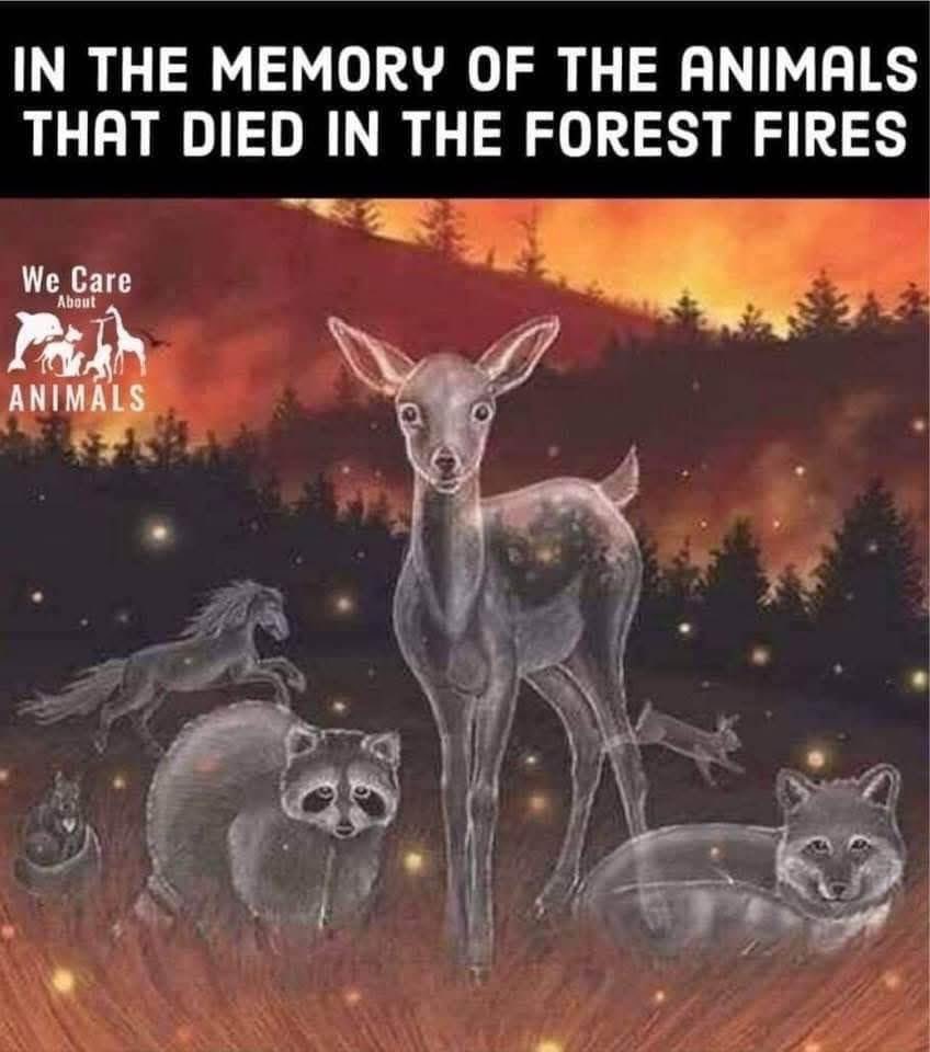 Sarah A. Young Bear-Brown (@sarahyoungbear1) on Twitter photo 