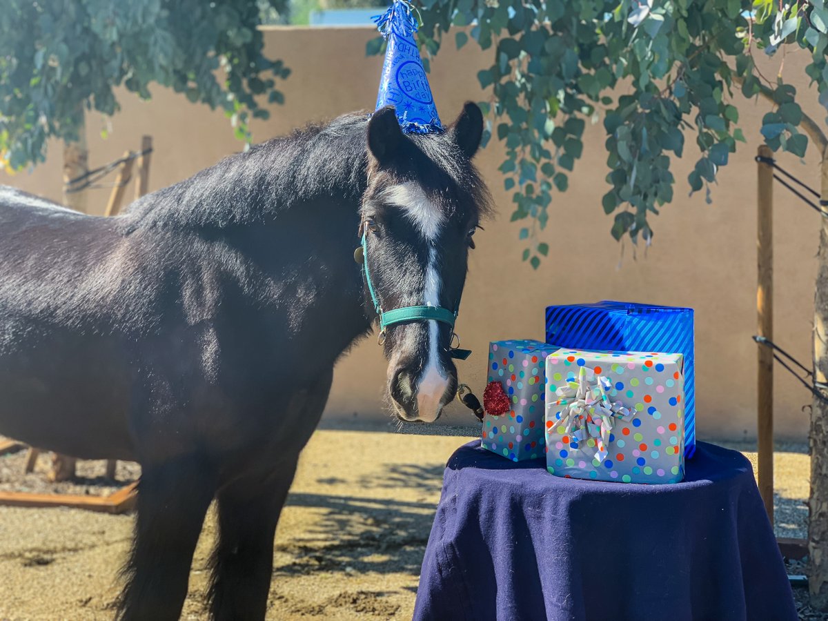 Enjoy this throwback photo of our adorable Alik, who turns 14 today! Over the past decade, he has helped bring independence, strength, and confidence to countless clients. Happy Birthday, Alik! 🎉🐴💖