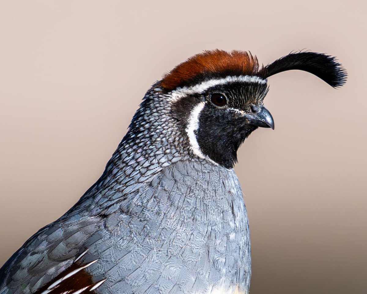 GeronimoTravel's tweet photo. Gamble's Quail on a Friday afternoon. #birdphotography #phoenix #NaturePhotography #birdwatching https://t.co/suqlHANBIZ