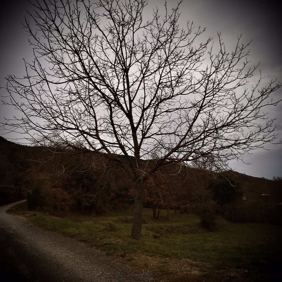 Nyevit's tweet photo. Quan m’he emboscat avui, t’he recordat i m’hagués agradat compartir amb tú. M’he assegut ihe escoltat el batec del bosc com em xiuxiuejava només per mi. Llavors m’he sentmit en pau i he aprés a esdevenir paissatge per sempre més. https://t.co/ZZfEVJGk1K