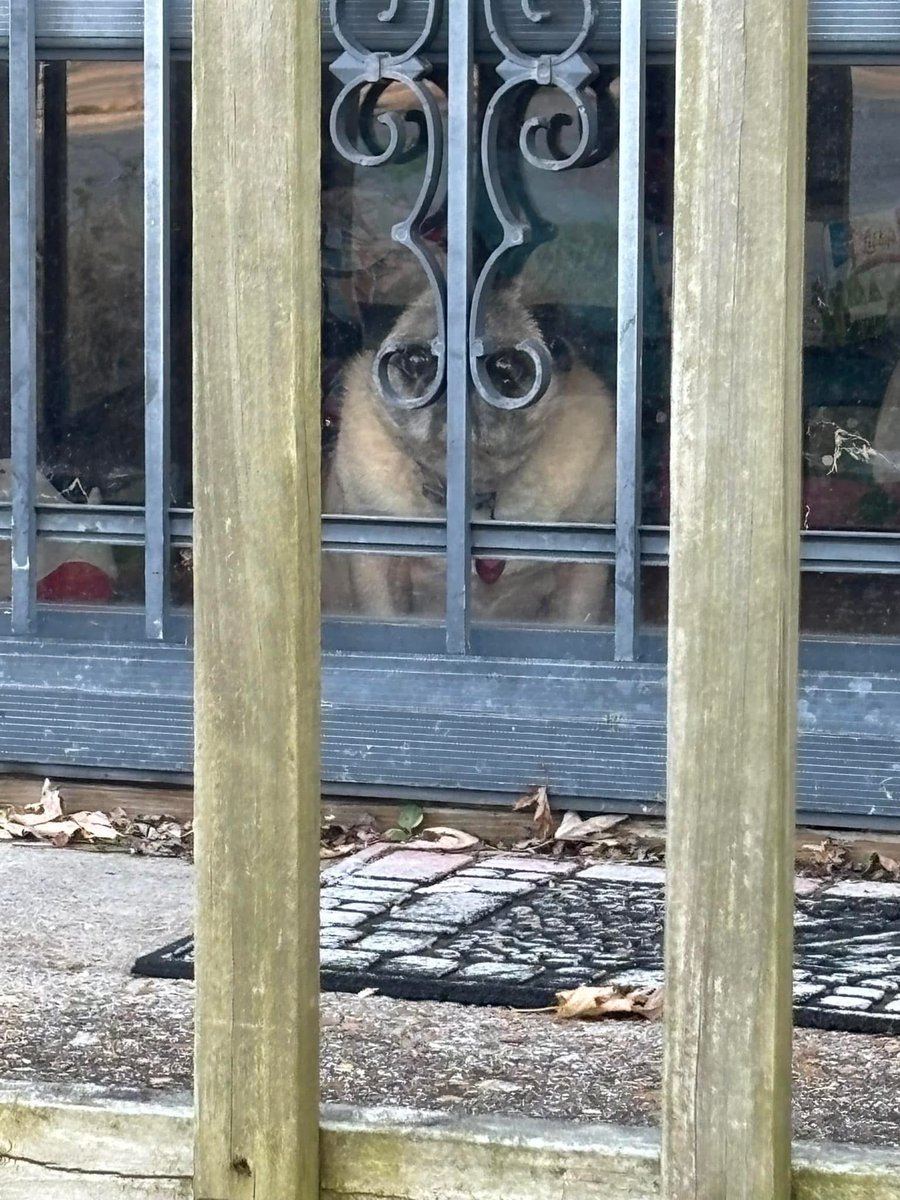 This is Winry. She has a special pair of glasses that help her keep an eye on the neighborhood. Takes that responsibility very seriously. 13/10 #SeniorPupSaturday