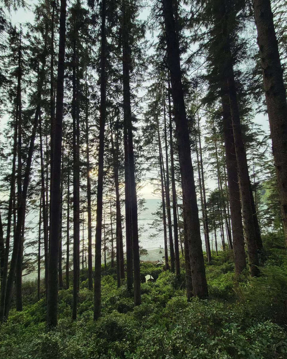 Forest by the Jordan River: Nature's own spa! 🌳 Discover endless possibilities near Victoria to escape into the wild.  

Did you know that forest bathing is a natural mood and creativity booster? 🍃 

📍Jordan River - 1-hour from downtown Victoria 
📸ethereal.distant.dreams (IG)