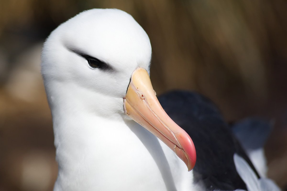 Ronde de vœux #CO2MonAmour 
Un albatros pour nous inspirer à voler différemment Deborah Pardo
Un gratin de finance à la sauce « Je détruis moins la planète qu’avant » Lucie Pinson 
Une rasade de nature pour affronter le mauvais temps Gilles Boeuf
👉 radiofrance.fr/franceinter/po…