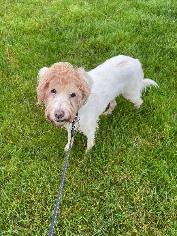 Meet Dippy 💜 Dippy is a 15 years old Crossbreed who has just arrived in Oldies Club care. He will be under assessment for at least the next few weeks in his foster home in Denbighshire. Once fully assessed and ready for rehoming a full writeup will feature on our website.
