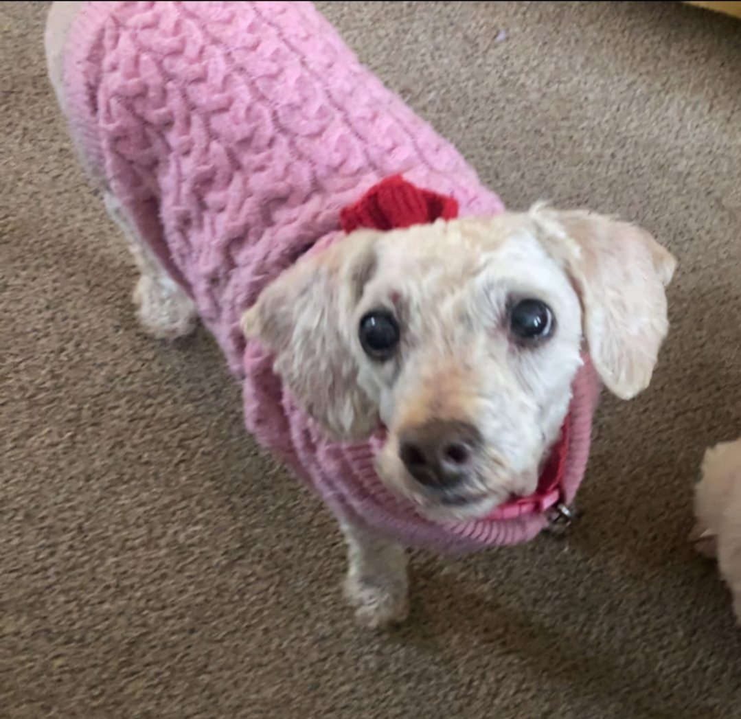 Meet Summer 💜 Summer is a 14.5 years old Toy Poodle who has just arrived in Oldies Club care. She will be under assessment for at least the next few weeks in her foster home in Flintshire. Once fully assessed and ready for rehoming a full writeup will feature on our website.