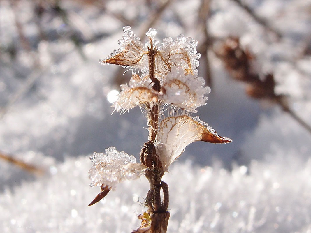 Von all dem was Du gabst, blieb sanft ein Windhauch, der zart mein Gesicht strich. Viola Livera