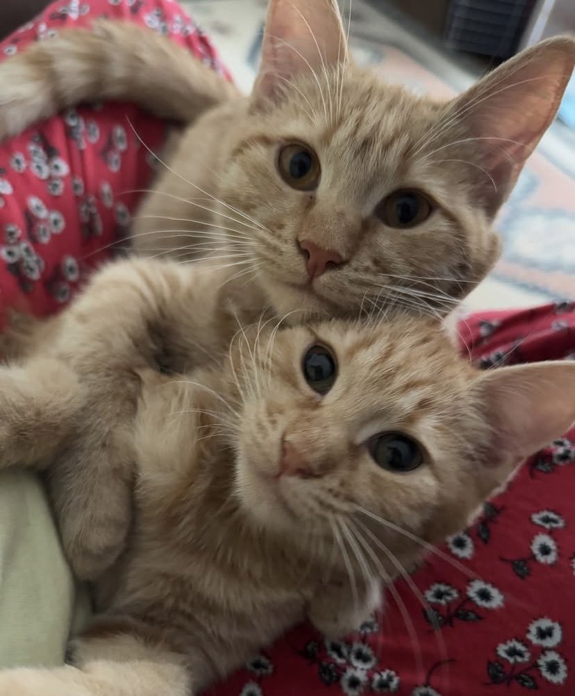 Lütfen artık😔 Bu kadar güzel çocukları nasıl bir kişi bile ayırmadan ben alayım demez anlayamıyorum artık, tüm gün birbirlerine sarılıp emiyorlar. Alan yaşadı gerçekten🥹