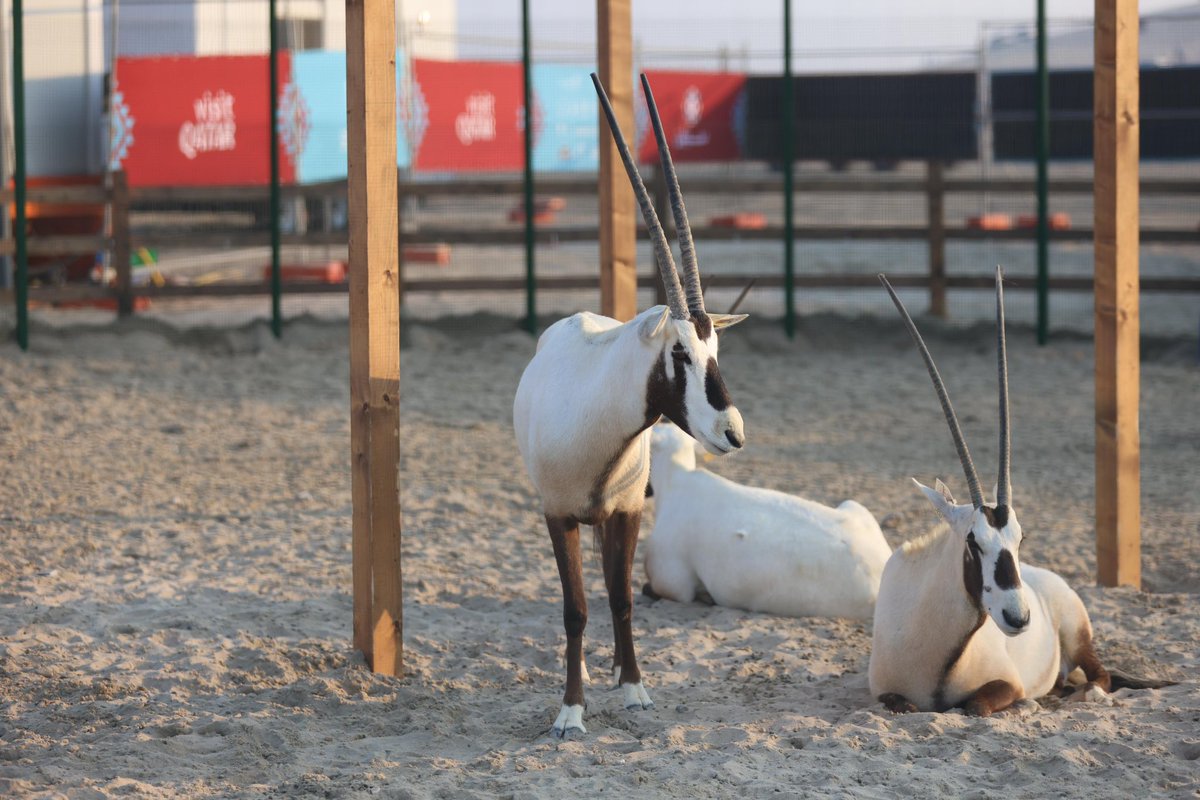 moecc_qatar's tweet photo. تواصل وزارة البيئة والتغير المناخي جهودها لتعزيز السياحة البيئية المستدامة من خلال مشاركتها في موسم سيلين، حيث تسلط الفعالية الضوء على أهمية حماية المحميات الطبيعية وتنمية الوعي البيئي لدى أفراد المجتمع.

وتدعو الوزارة القطاعين الحكومي والخاص، إلى المساهمة في دعم الجهود الهادفة إلى تطوير السياحة البيئية، والمشاركة في إقامة فعاليات تحقق التوازن بين التنمية السياحية وحماية الموارد الطبيعية، في المحميات الطبيعية والشواطئ والجزر والروض.

#وزارة_البيئة_والتغيّر_المناخي