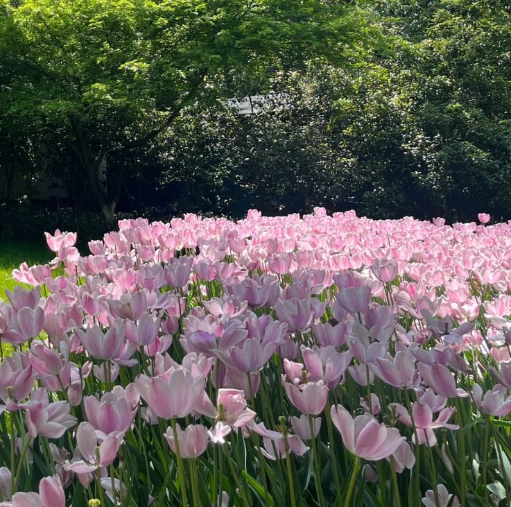 heart_jpg's tweet photo. pink tulips in full bloom https://t.co/T8j6RoIugx