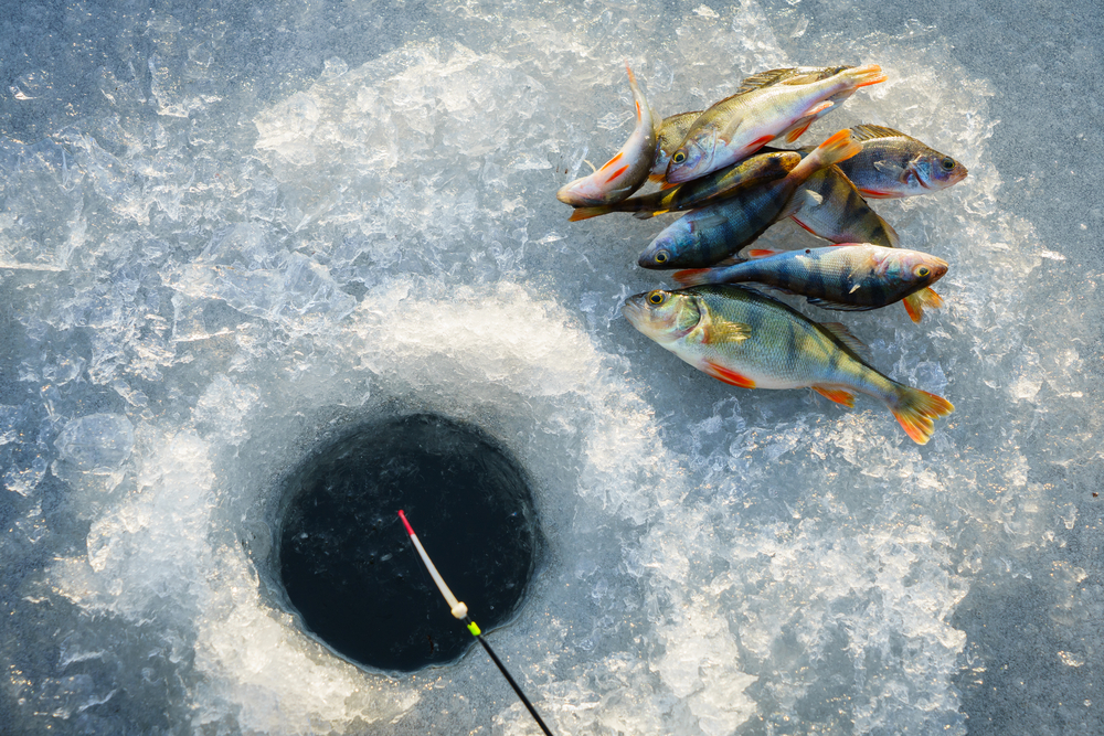HardestyRECNY's tweet photo. Planning on doing any ice fishing this winter? If so, check out some of the important gear to have alongside you.πhttps://t.co/fyZD7bXt0p
πΈ Modern Farmer
#LakeHomesRealty #LakeLife #LakeLifestyle #LakeLiving #LakeHouse #LakeVibes #LakeFun #LakeLove #Lakeside #LifeontheLake https://t.co/AUQP42asC9
