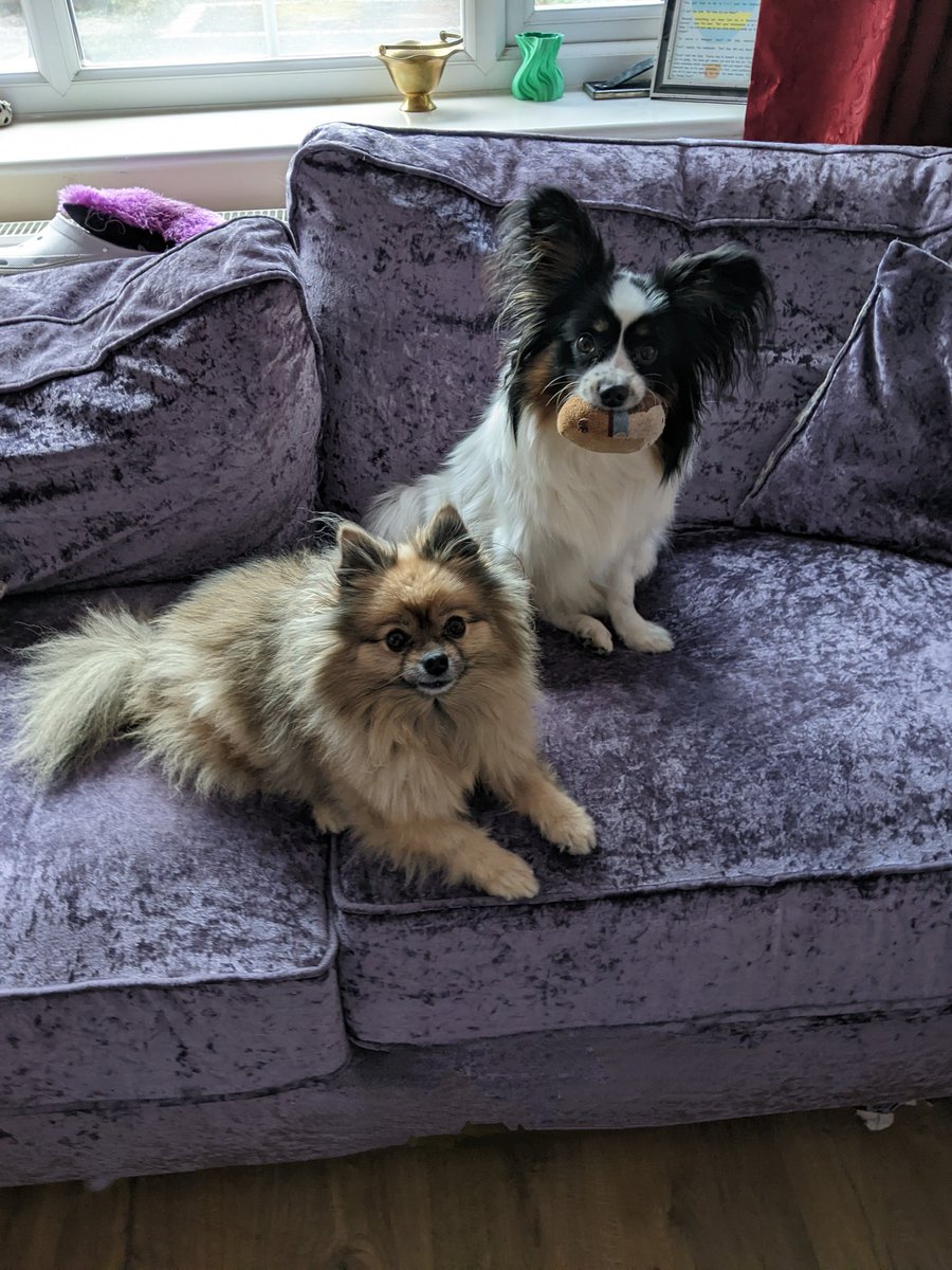 DogCastRadio's tweet photo. Two musketeers! Mutt-keteers? 🐶😂

#friends #Saturday #besties #smol #cute #twodogs #doggysiblings #mischiefthegermanspitz #diamondthepapillon 
#dogsonsofas https://t.co/4p9gQe1lKi