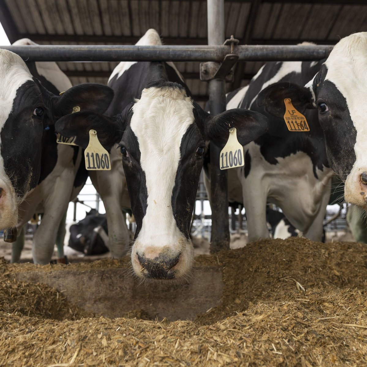 uf_ansci's tweet photo. Happy National Milk Day! 

Did you know there are about 125,000 dairy cows in Florida that produce nearly 300 million gallons of milk a year!? 

Be sure to grab a glass of milk today to celebrate!🐄 https://t.co/Sz0yjMUEJI