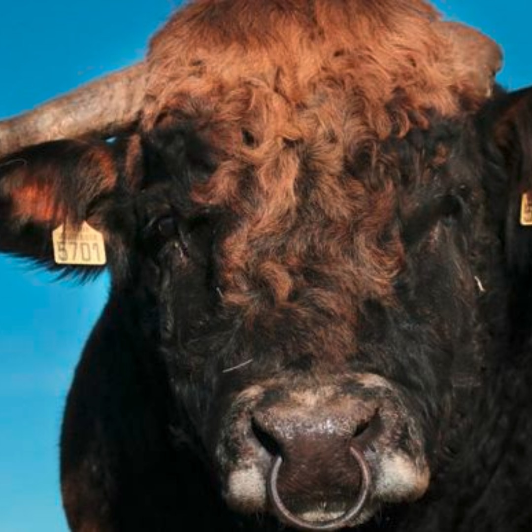 AgriMutuel's tweet photo. Que les défenseurs des #cornes se rassurent, elles ont encore de beaux jours devant elles, mais petit à petit, le gène #polled (sans corne) se développe dans le #troupeau allaitant. 🐄 #agriculture
👉 https://t.co/dlP1yIXj8J https://t.co/1AJMYyr6F9