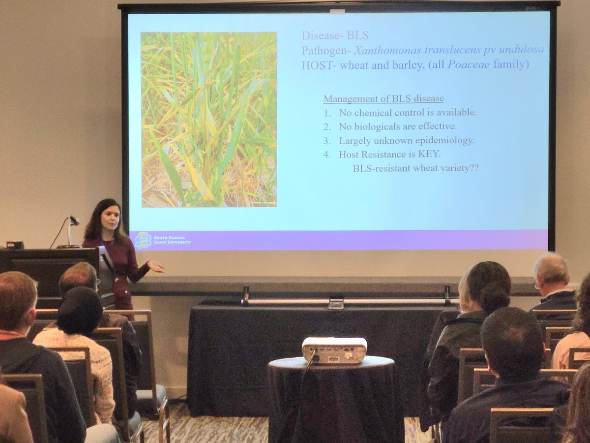 Dr. Ameen <a href="/plantpath_PD/">Gazala Ameen👩🏻‍🔬👉🏽🦸🏻‍♀️</a> presenting her research on BLS @#PAG32 and how her team at <a href="/SDState/">South Dakota State University</a> is deciphering genes associated with wheat BLS.