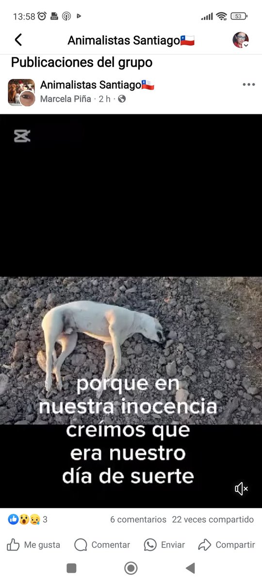 Chilena9772's tweet photo. #URGENTE Están envenenando perros en Fundo El Molino de #Marchihue #RegionOhiggins #Chile
RT @patrmarsh @betohi @KarendTV @cosmica_gatita @NoticieroAnimal @gloriabaettig @eltuitdemarsh @kattykowaleczko @PerrosPlazaHuem @AnimalParaiso @Kristian_Mella @ciudadanovidela https://t.co/mm4akZDEZy