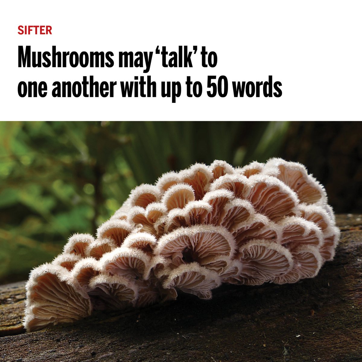 Those unassuming fungi underfoot might be chatting with one another using pulses of electricity.

Learn more: scim.ag/3PmdYvl #ScienceMagArchives <a href="/NewsfromScience/">News from Science</a>