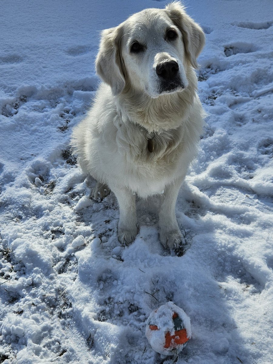 DanDunne3's tweet photo. @GoldretrieverUS Lani loves the snow too!
#saturdaymorning 
#saturdayvibes
Life_With_Lani_ on IG https://t.co/HtqgNK2Qhj