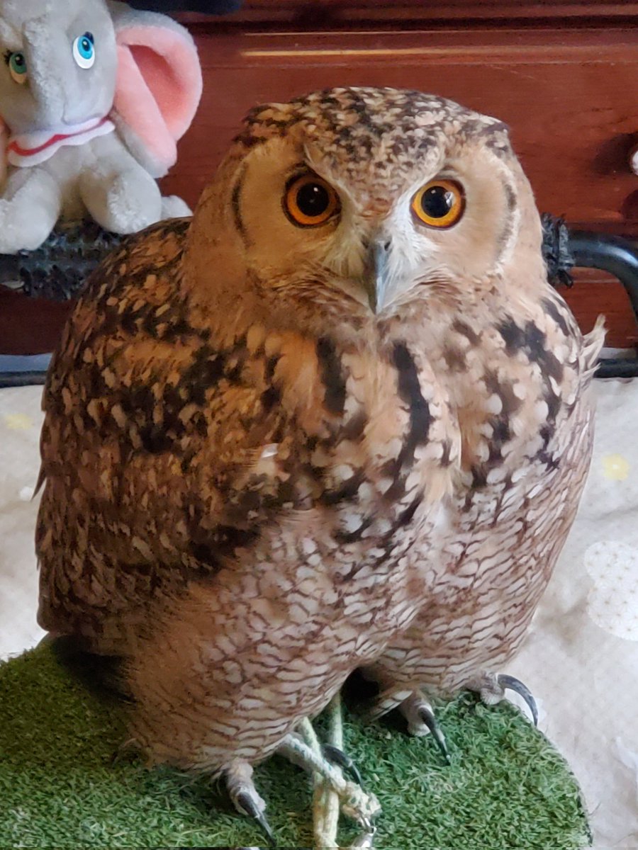 ライちゃん🦉💕(Rye🦉❤️‍🔥)
おはほっほーでしゅ〜🦉🌫
寒いでしゅね〜🦉*🥶💨*