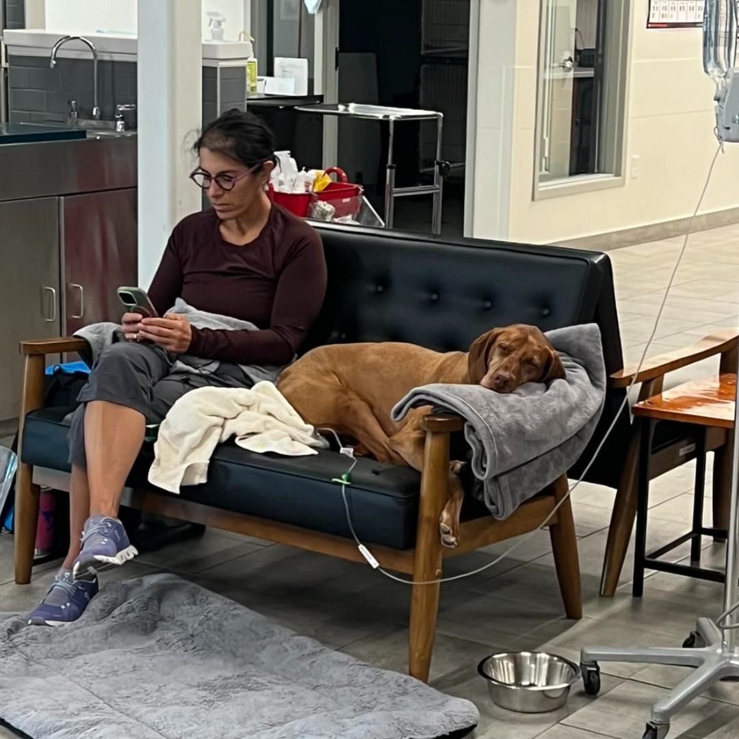 VEGERforpets's tweet image. Watching pets rest comfortably with their humans right by their side? This is what it’s all about. It’s why we do what we do.🫂❤️

📍VEG Denver, CO

#VEGolution #pethospital #dog #openconcept