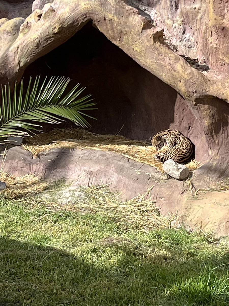 GivenToGlory's tweet photo. I loved seeing an ocelot today and even though he was about to take a nap he had to serpentine 😬
Also, very crepuscular 😻
#Babou 🤭
#Archer 😎 https://t.co/VuEEexrQQJ