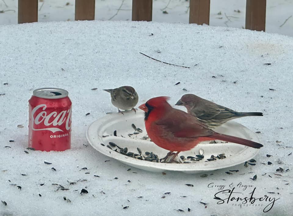 ChristinaWSBwx's tweet photo. "It’s the “Real Thing Baby ❤️"
📸: Angie Stansbery, Henry County GA
#ATLwx #GAwx #Atlanta #AtlantaSnow https://t.co/nhapMoJ86G