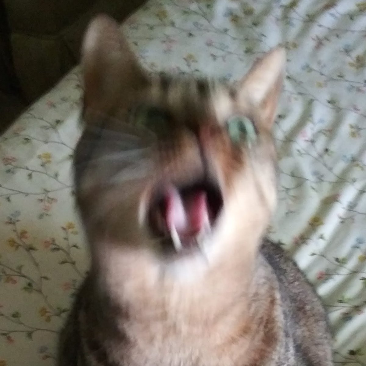 Soo Brownell🐳🦋 tweet media