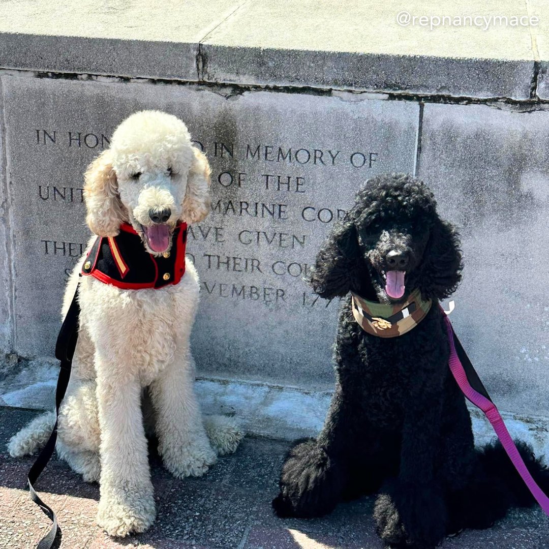 RepNancyMace's tweet image. Maison &amp;amp; Peste are our #DistrictDogs of the week!

These two beautiful standard poodles are brother and sister and are the cure for their pawrents empty nest syndrome.

Submit your #DistrictDog to Mace.House.Gov/contact/distri… to be featured!

#LowcountryFirst