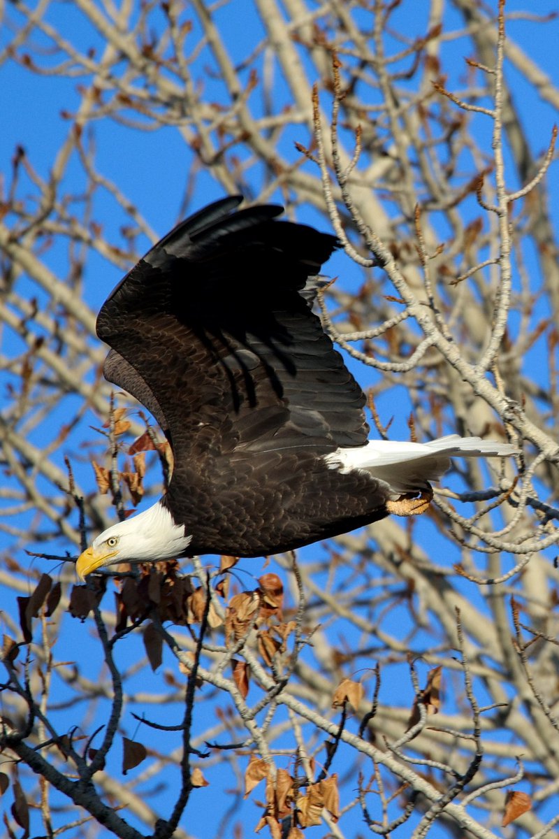 jw2008SS00's tweet photo. American Bald Eagle fall Boise river #Boise #birdphotography #birders #birds #birdwatching #birding #wildlife #wildlifephotography #baldeagle https://t.co/zRDrxYOI6r