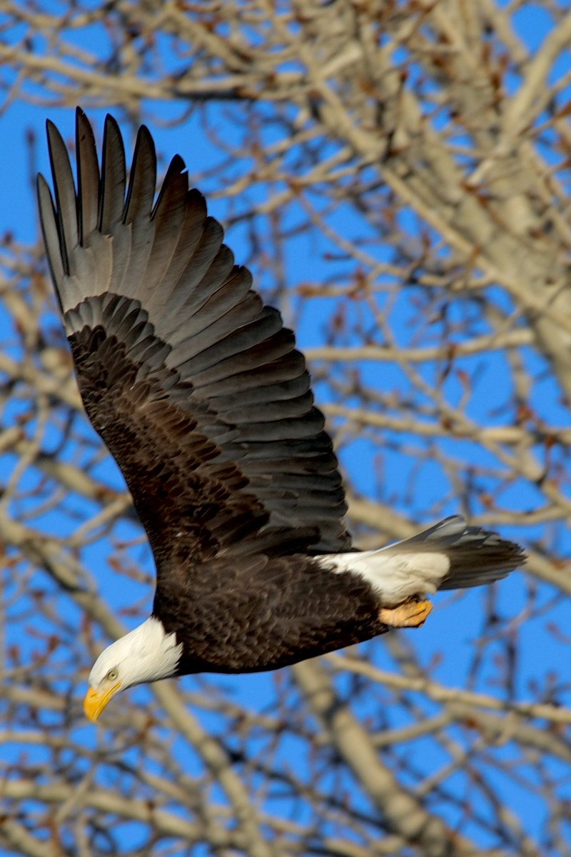 jw2008SS00's tweet photo. American Bald Eagle fall Boise river #Boise #birdphotography #birders #birds #birdwatching #birding #wildlife #wildlifephotography #baldeagle https://t.co/zRDrxYOI6r