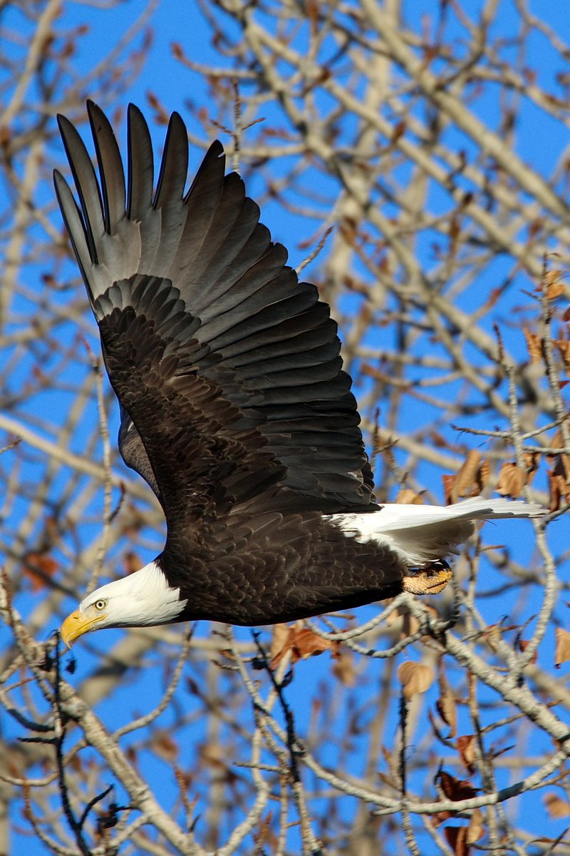 jw2008SS00's tweet photo. American Bald Eagle fall Boise river #Boise #birdphotography #birders #birds #birdwatching #birding #wildlife #wildlifephotography #baldeagle https://t.co/zRDrxYOI6r