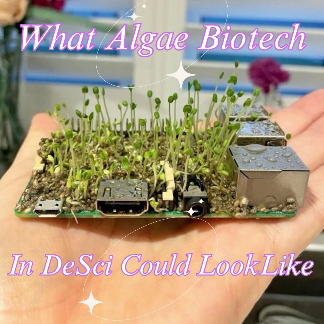 ChonkusCoin's tweet photo. Just pretend it’s algae on there ok🥹🦠 https://t.co/ZwixgLfGnq