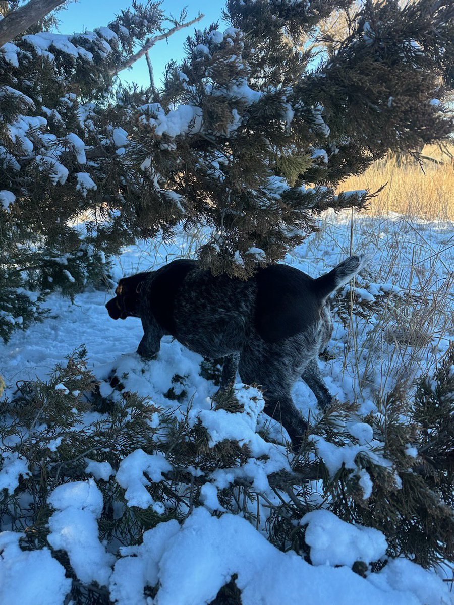 BEOUTDOORScom's tweet photo. Quick upland trip west to escape the deep snow ❄️ #birddogs #quailhunting #quailhunt #wingshooting https://t.co/xfVcz00e4b