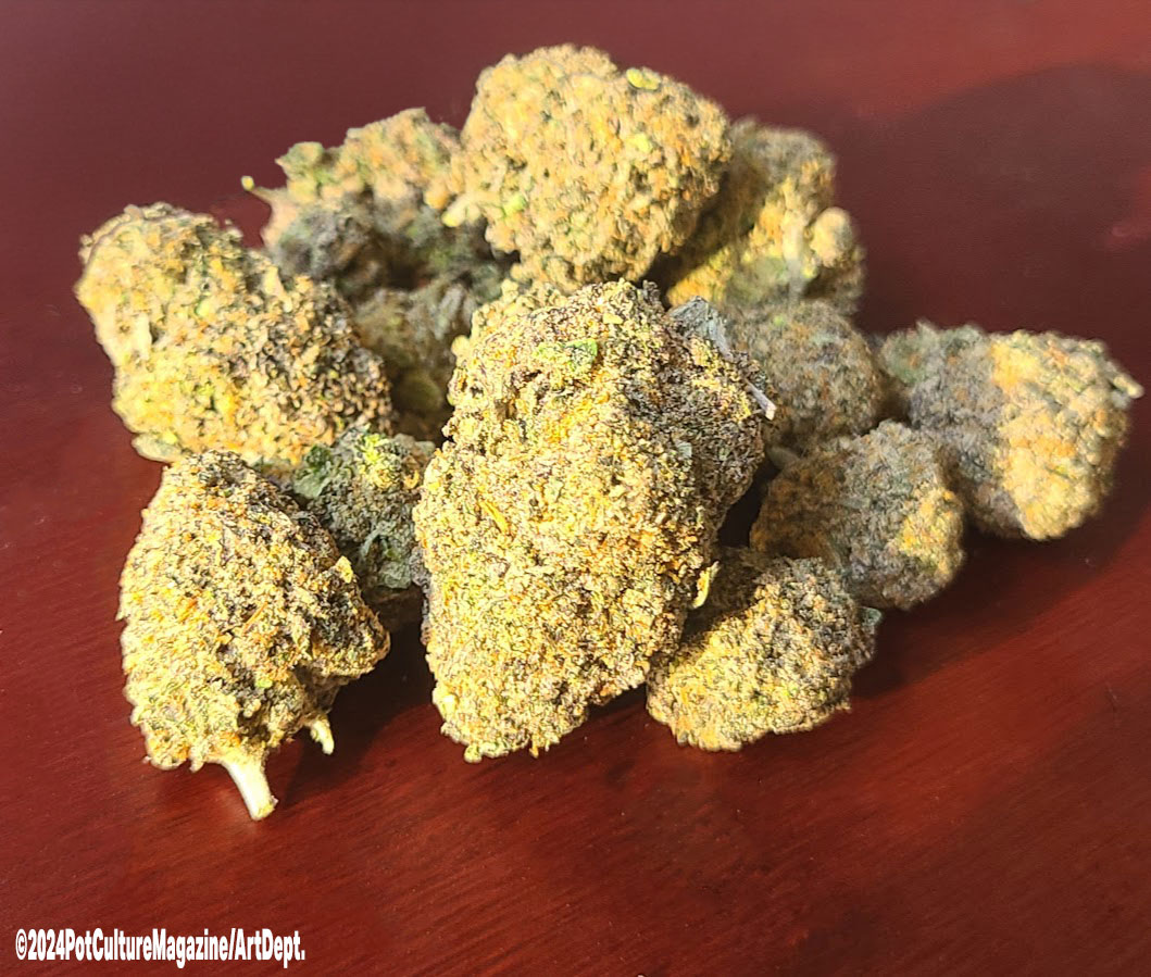 PotCultureMag's tweet photo. We’re basking in the glow of a true legend today: Acapulco Gold 🌅🌿. This golden Sativa, with its smooth earthy-citrus notes and uplifting vibes, is the ultimate mood booster. What strain are you sparking up? Show us your stash and tag us! 📸
#AcapulcoGold #PotCultureMagazine https://t.co/UeAetIjU2c
