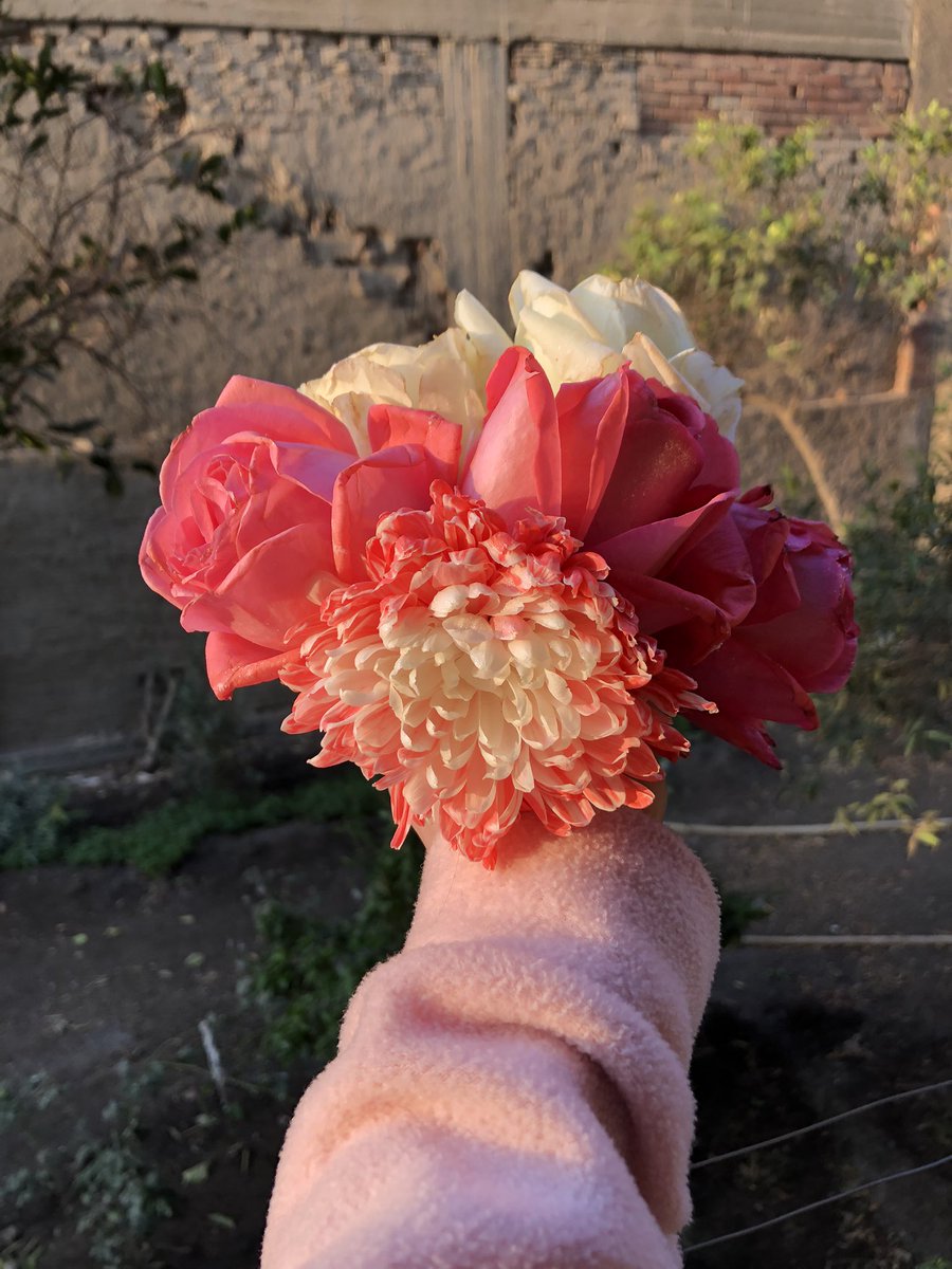 أحب الورد واللي يجبلي ورد🌺🌸💗🤍