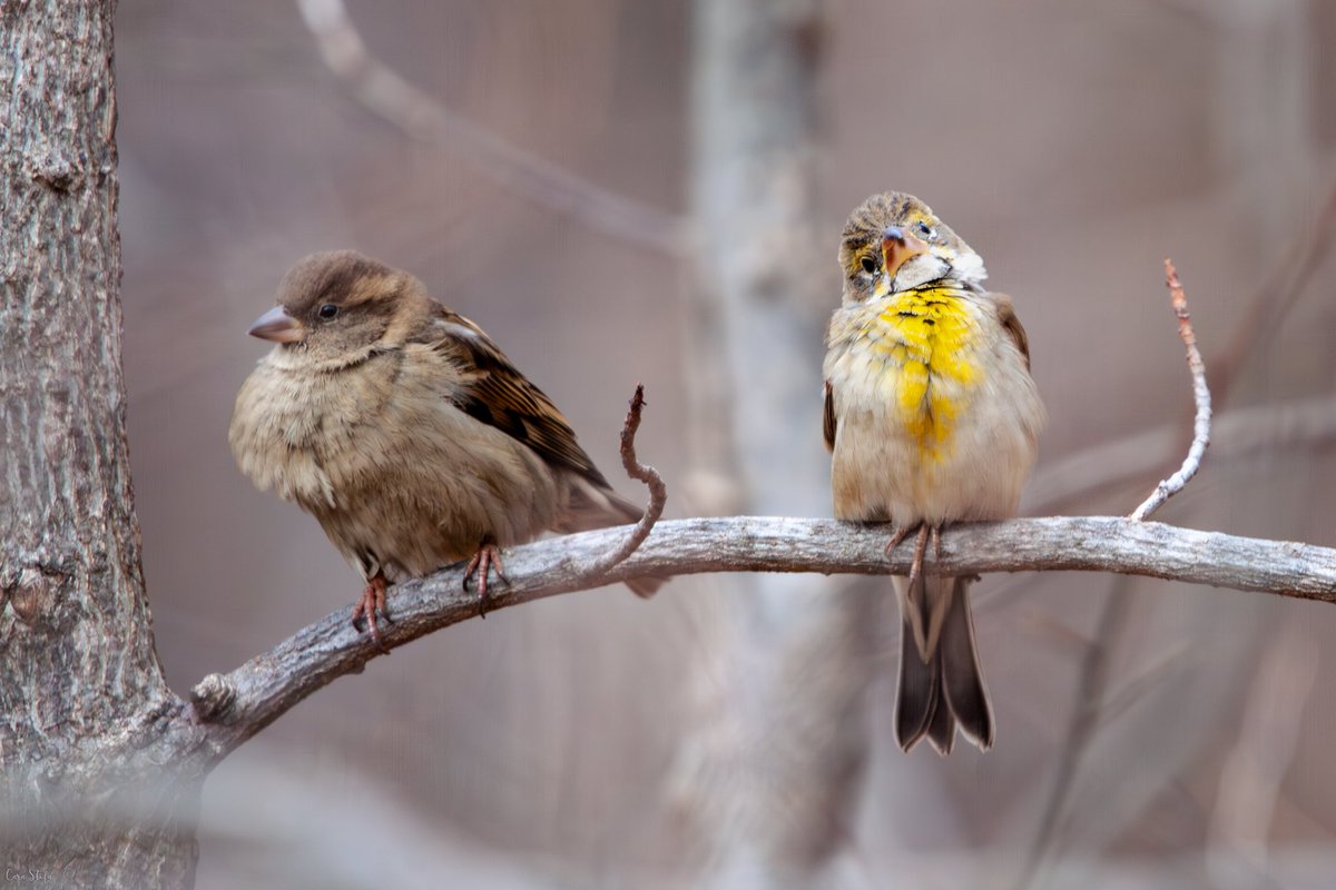 CaraStofa's tweet photo. The dickcissel and friends were hanging out at the Riverside feeder today. Thrilled to see my first dickcissel! #nycbirding #birdcpp @BirdCentralPark https://t.co/jLws55fKOf