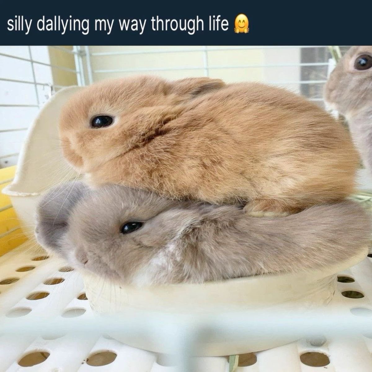Bunnies's tweet photo. https://t.co/9Vwzh15jtH