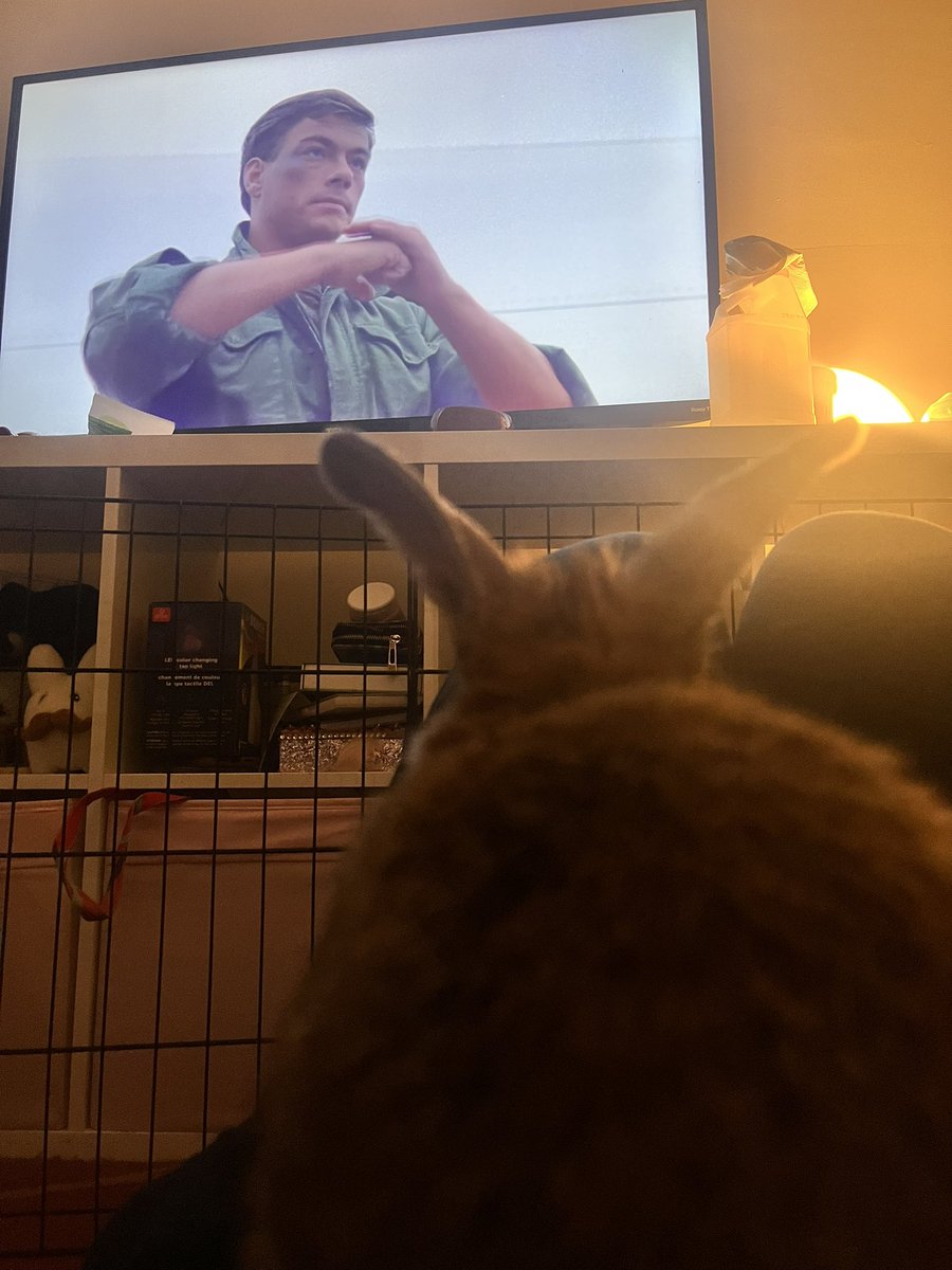 ShawnMozen's tweet photo. Yeah I am watching Bloodsport with my rabbit. It’s her fav @JCVD movie. #kumite #jcvd #bloodsport https://t.co/EUMnRT3DSA