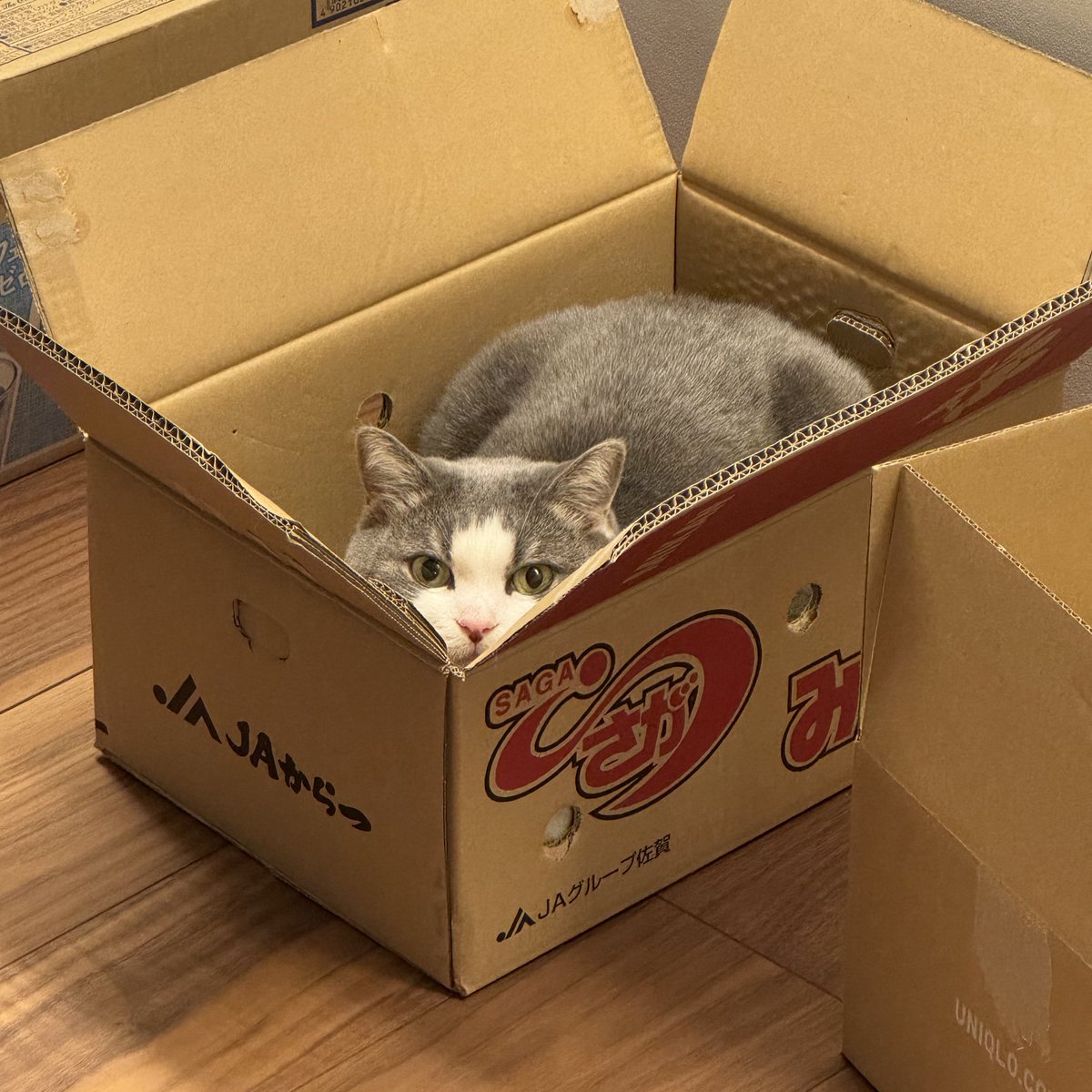 necode67's tweet photo. ニャニャは膀胱炎持ちなので定期的に尿検査してる。大抵明け方におしっこするので、システムトイレ＆ペットカメラをセットしてどっちがおしっこしたのか確認してから採尿してるんだけど、昨日今日はカメラの不具合で録画できず。 https://t.co/Y7Jw50ZBq0