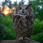 Photo by OwlinCrypto_Hout_Hout (@OwLInCrypto)