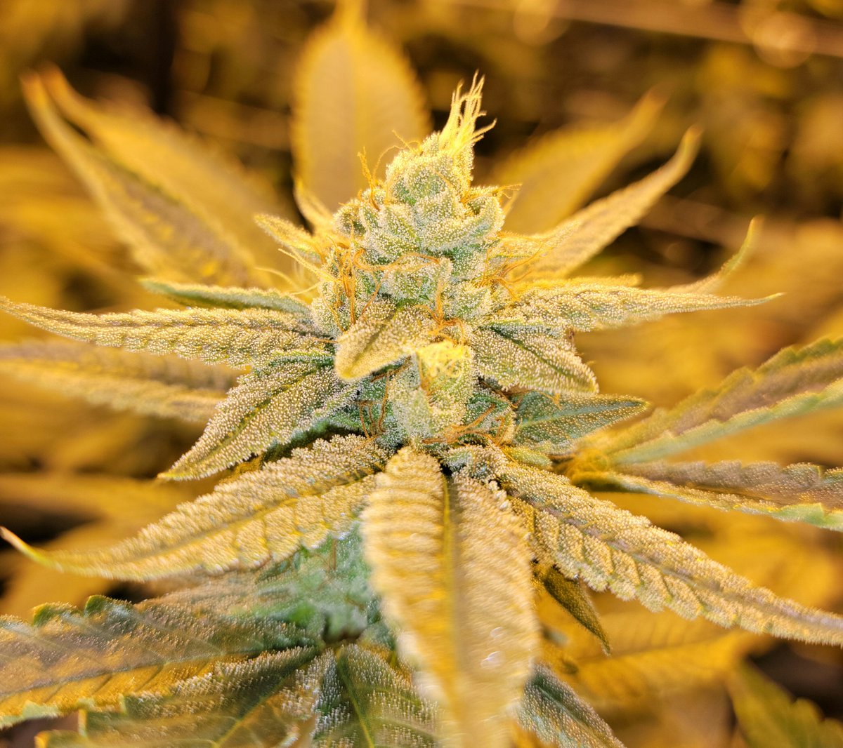 Terp_cobain tweet media