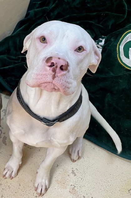 Raissa Devereux (@raissadevereux) on Twitter photo Betsy (55979308) and Bashful (55979315) are looking for a home together after the death of their owner. Betsy is 9. Bashful is 2. They're Terrier, American Pit Bull/Mixes northbayanimalservices.org/dogs/ Betsy (55979308) and Bashful (55979315) are looking for a home together after the death of their owner. Betsy is 9. Bashful is 2. They're Terrier, American Pit Bull/Mixes northbayanimalservices.org/dogs/