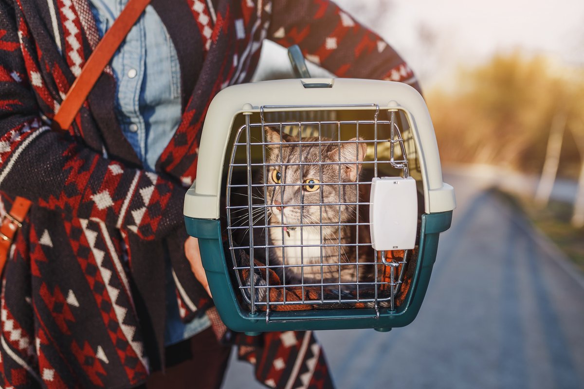 dvm360's tweet image. Veterinary emergency care experts provide tips to help clients and veterinary teams prepare for evacuation and caring for pets during a wildfire event.  @MountLaurelAH @amcny @tamuvetmed

Read more: ow.ly/p1lE50UENIa

#wildfiresafety #evacuatingpets
