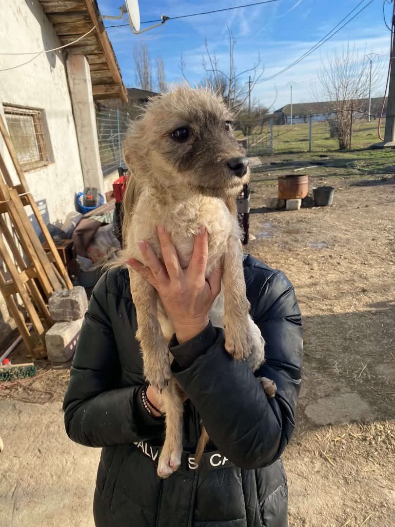 PfotenV's tweet photo. Hundekind❤️❤️MALA❤️❤️, ca.4 Monate hätte gerne ein Zuhause.
Mala wurde im Oktober 2024 zusammen mit 6 Geschwistern aufgefunden. Mutterseelenallein saßen die 7 Babies mitten im Nirgendwo.
Leider sind 5 Hundekinder verstorben, nur Mala und Nils haben es geschafft. https://t.co/iK3AxbI27y