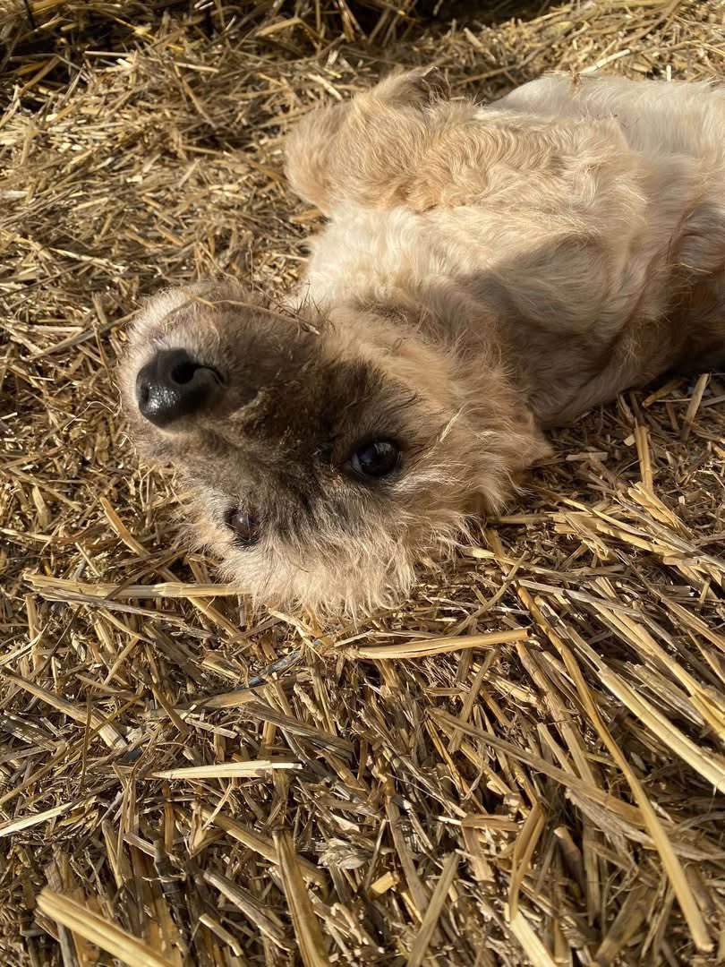 PfotenV's tweet photo. Hundekind❤️❤️MALA❤️❤️, ca.4 Monate hätte gerne ein Zuhause.
Mala wurde im Oktober 2024 zusammen mit 6 Geschwistern aufgefunden. Mutterseelenallein saßen die 7 Babies mitten im Nirgendwo.
Leider sind 5 Hundekinder verstorben, nur Mala und Nils haben es geschafft. https://t.co/iK3AxbI27y