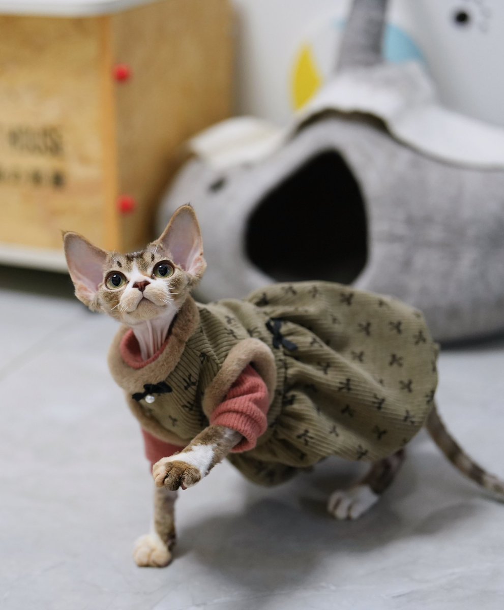 ZouZhou1112's tweet image. Like a fat pig 🤣#DRX #devonrex #devonrexcat #devonrexkitten