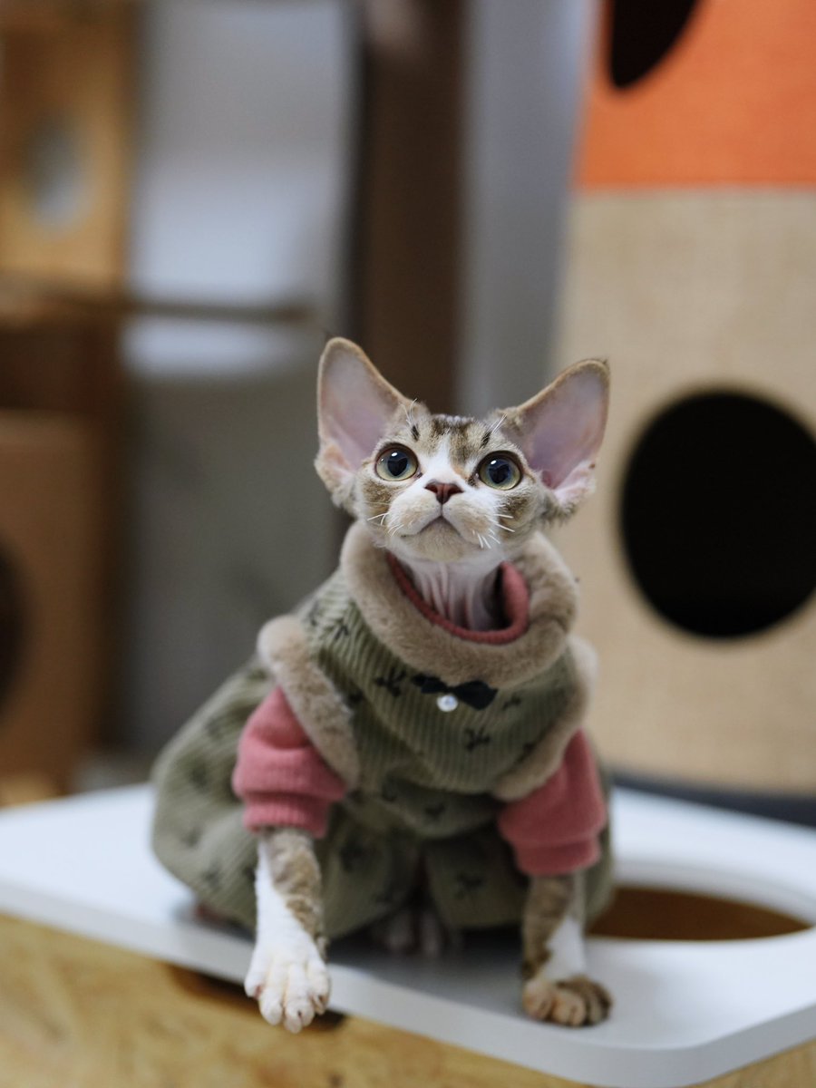 ZouZhou1112's tweet image. Like a fat pig 🤣#DRX #devonrex #devonrexcat #devonrexkitten