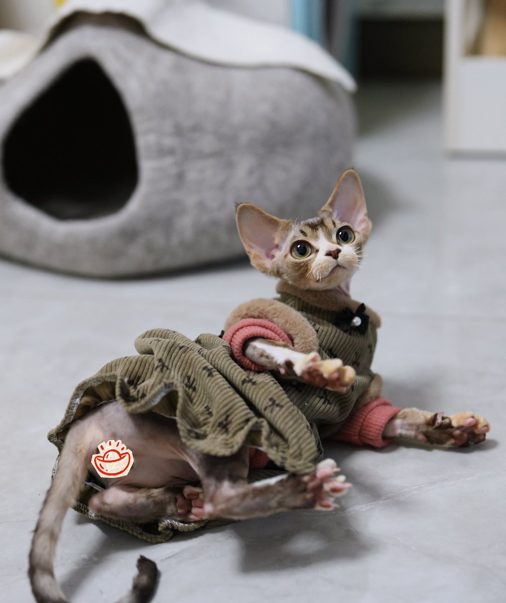 ZouZhou1112's tweet image. Like a fat pig 🤣#DRX #devonrex #devonrexcat #devonrexkitten