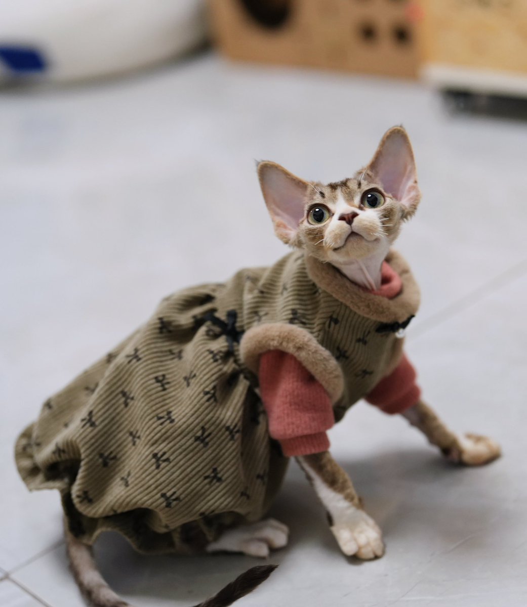 ZouZhou1112's tweet image. Like a fat pig 🤣#DRX #devonrex #devonrexcat #devonrexkitten