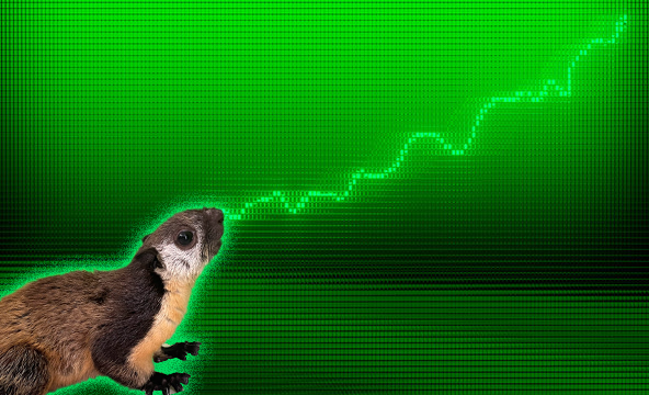 SQUAI_sol's tweet photo. Buy the dip, shill the hype, and HODL $SQUAI! https://t.co/nqzDcUM8nK