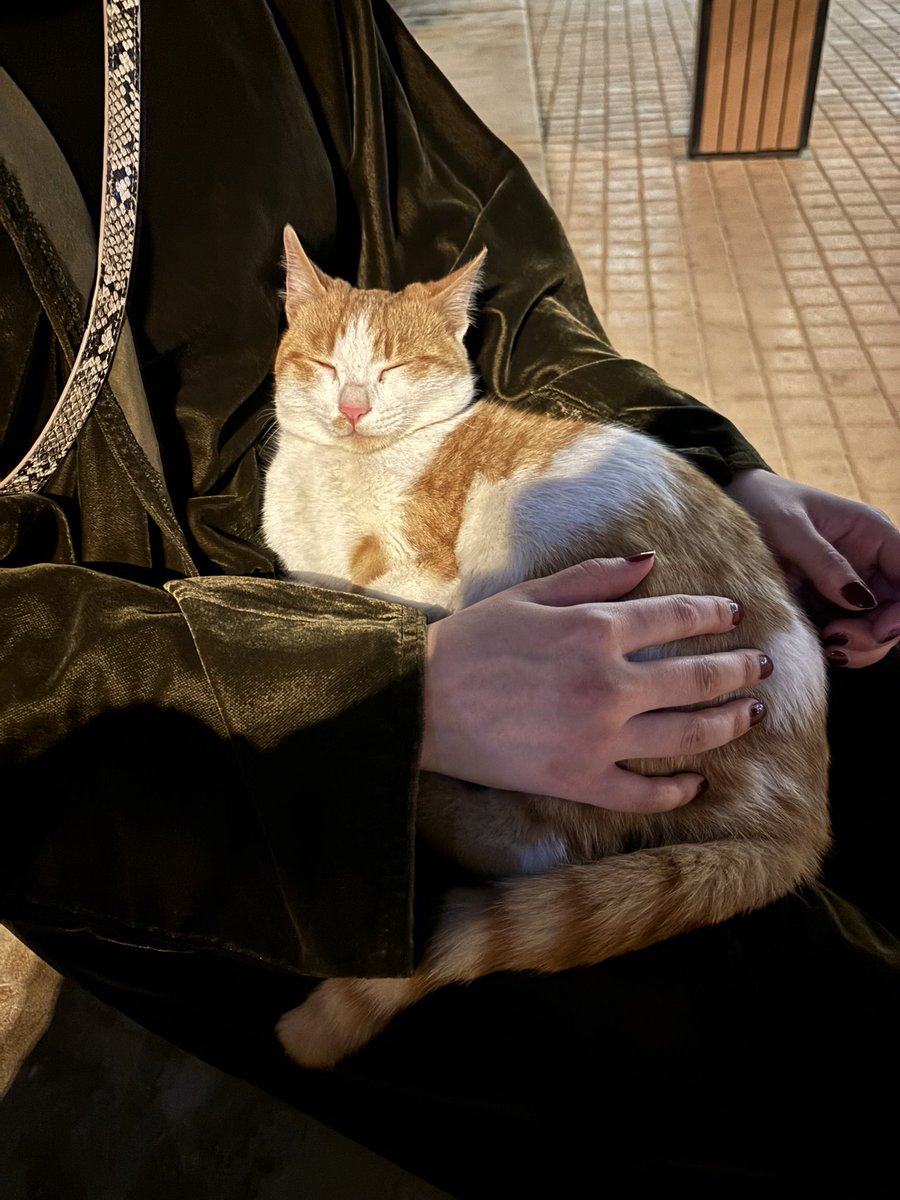 Remi Alshehri 🐈⬛ tweet media